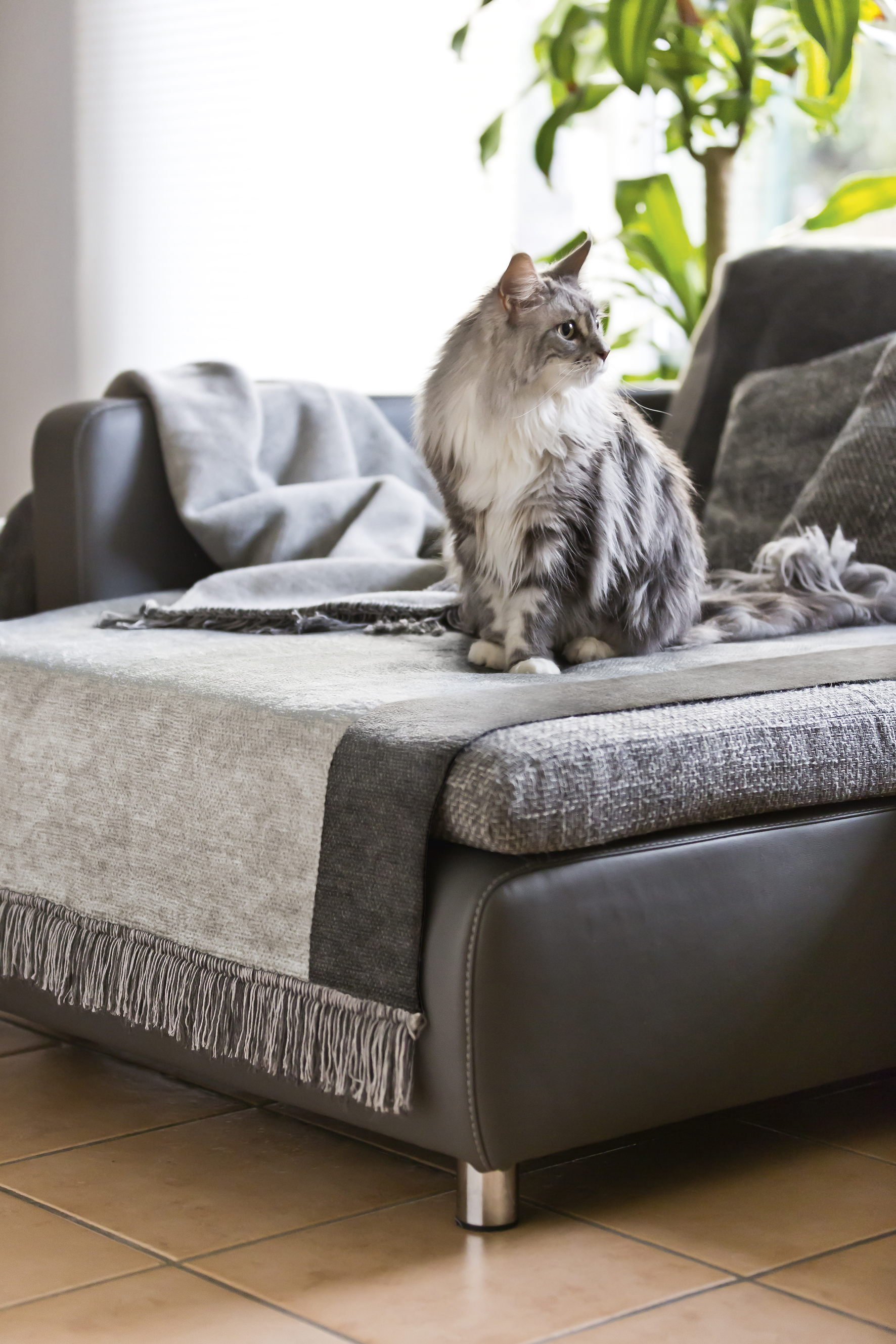 Biederlack Sofaschoner 'Cover Cotton